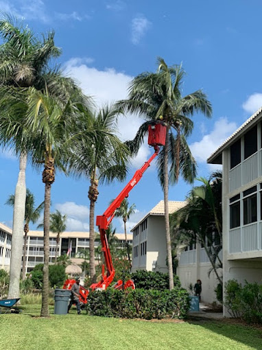 Stump Grinding Services in Fort Myers, FL