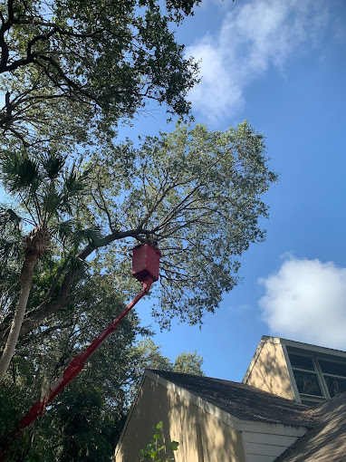 Tree Removal in Sanibel Island, FL